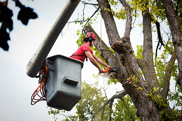 Best Palm Tree Trimming  in Tyro, NC